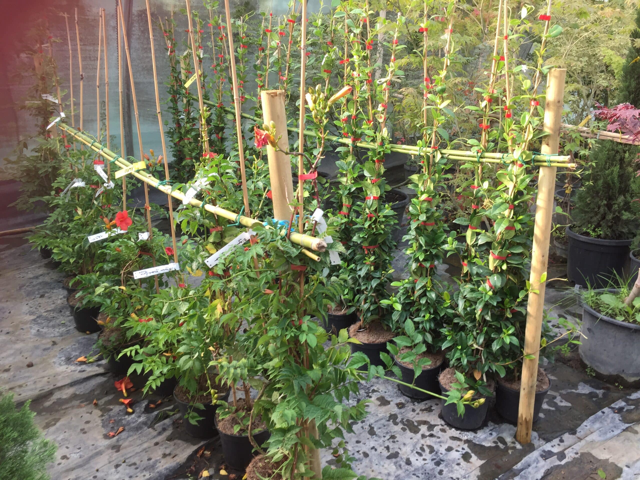 Plantes grimpantes en pépinière, attachées à des tuteurs bambou. Fleurs rouges et blanches, étiquettes visibles OHAYO, 18,90 EUR.