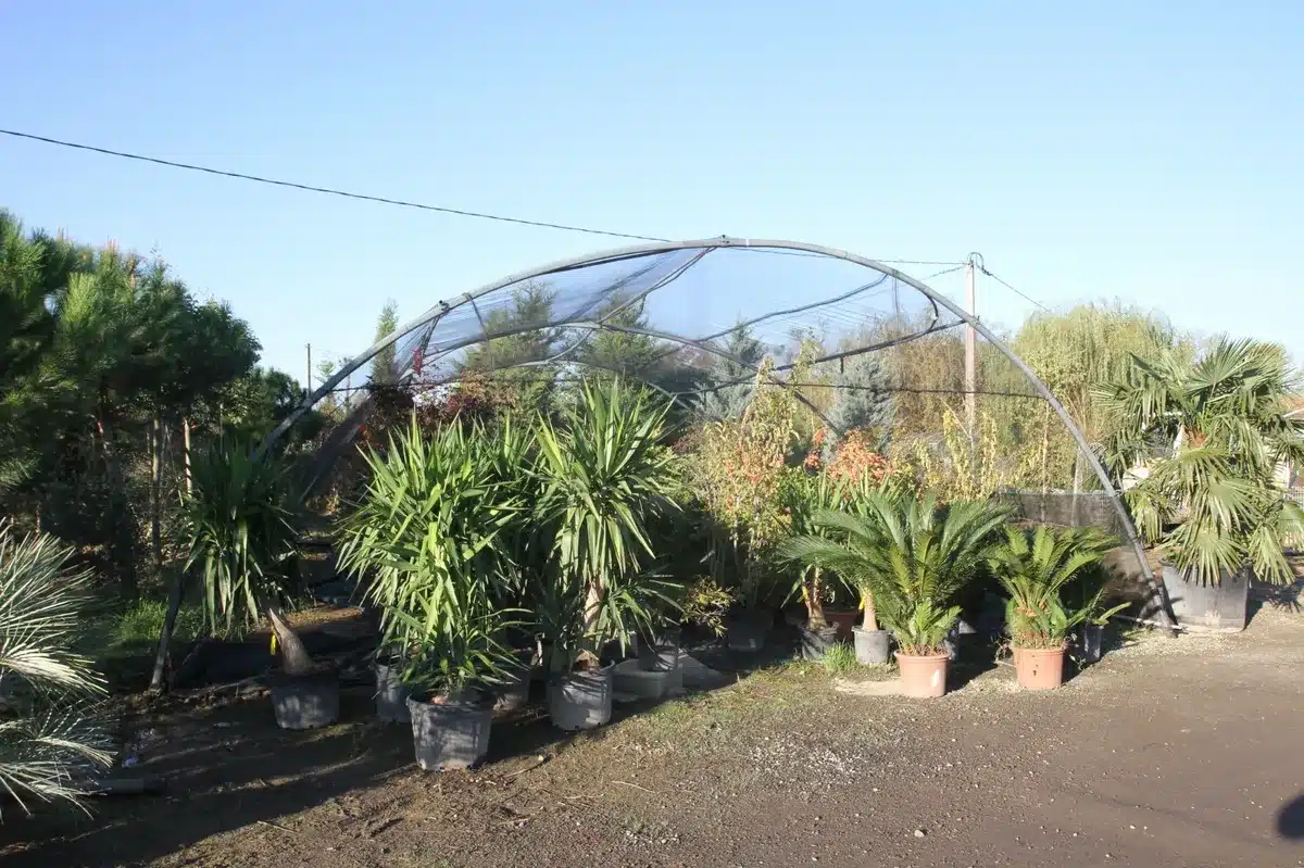 Pépinière extérieure avec une structure arquée sous filet d'ombrage, abritant de nombreux palmiers et yuccas en pots sous un ciel bleu clair.
