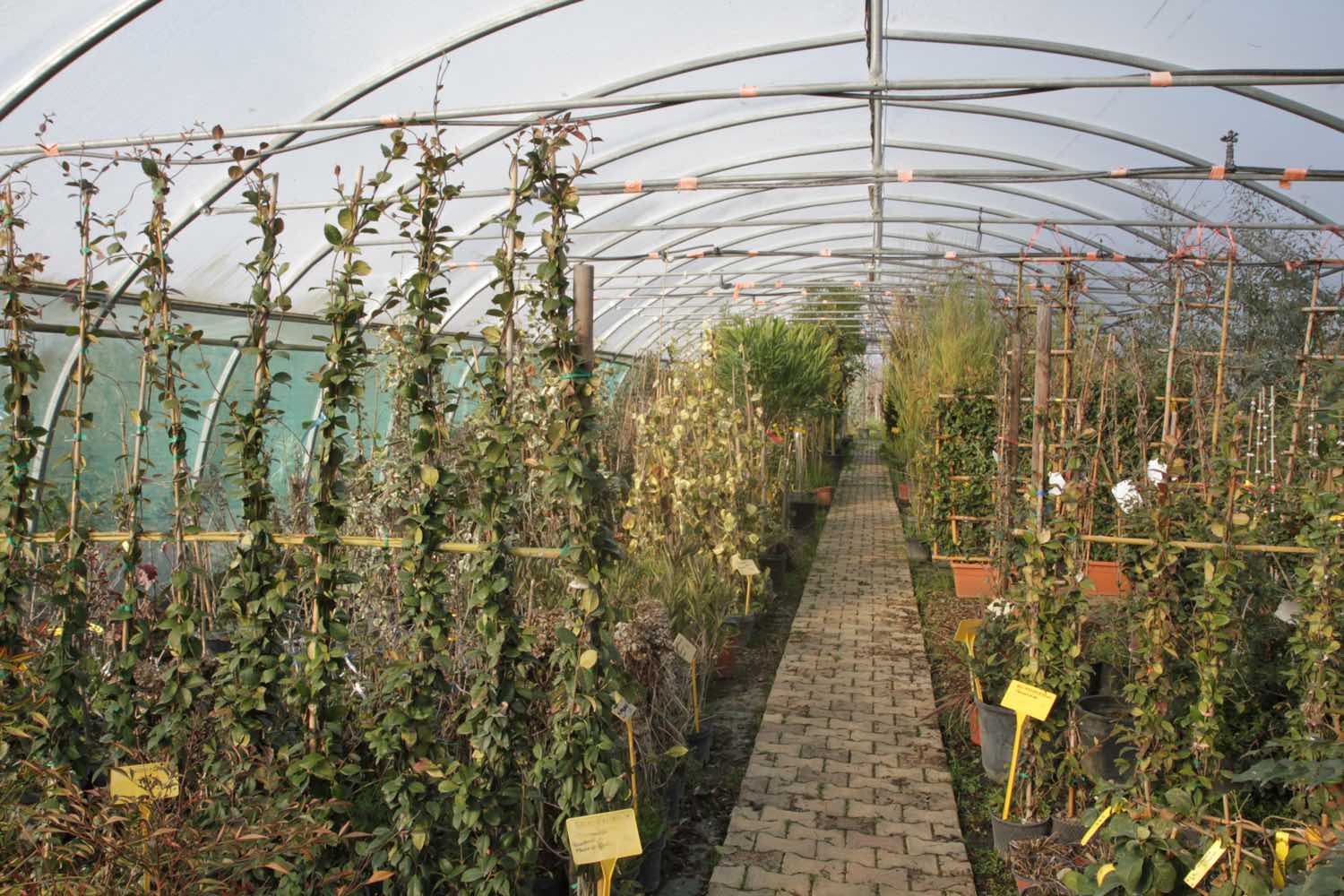 Grande serre de pépinière, plantes grimpantes et arbustes en pots bordant une allée pavée en briques.