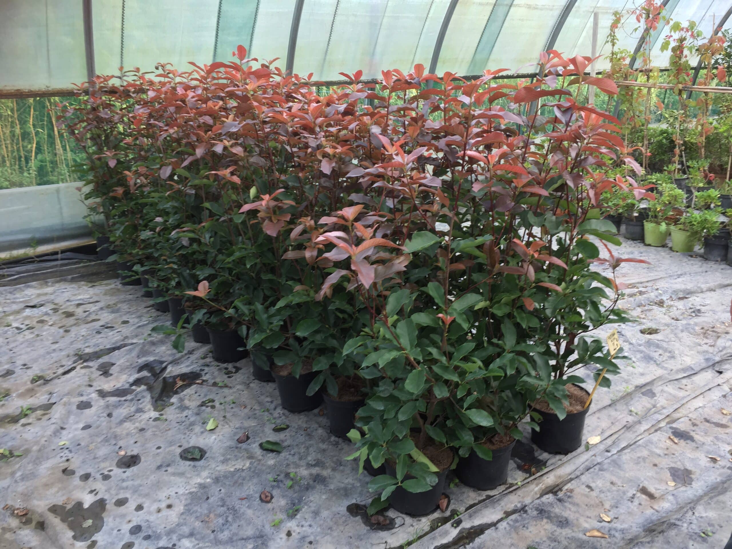 Rangées de jeunes arbustes Photinia x fraseri 'Red Robin' en pot, avec feuillage rouge vif et vert, dans une serre.