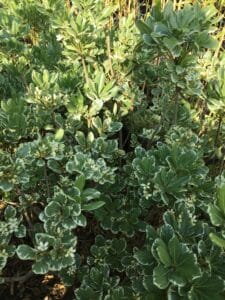Gros plan d'un arbuste à feuilles panachées vertes et blanches, fleurs blanches visibles, éclairage naturel intense.