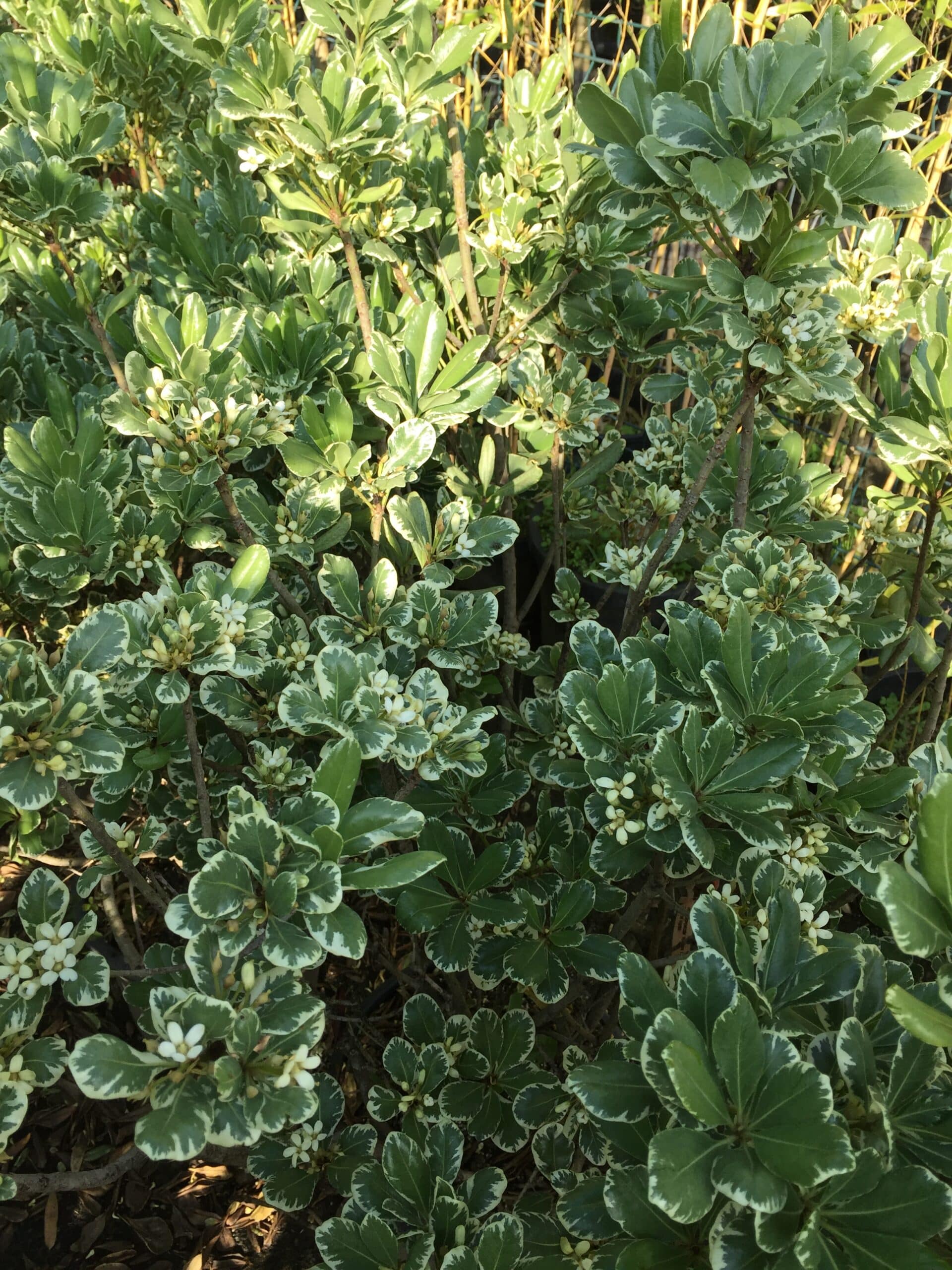 Gros plan d'un arbuste à feuilles panachées vertes et blanches, fleurs blanches visibles, éclairage naturel intense.