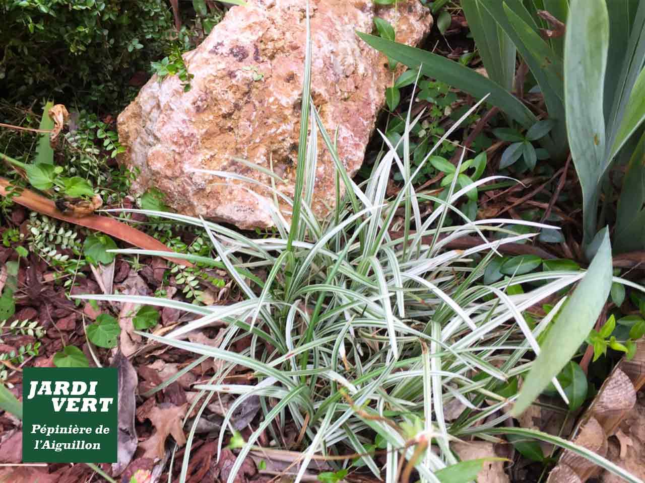 Plante panachée verte et blanche dans un jardin rocailleux avec paillis. Logo : Jardi Vert, Pépinière de l'Aiguillon.