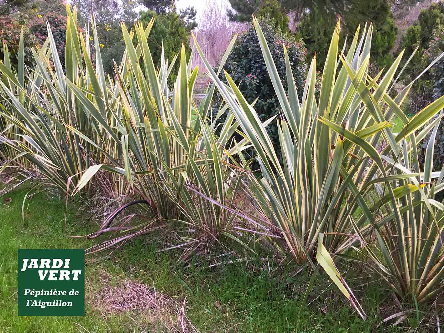 Longues plantes ornementales rayées vert-jaune dans un jardin. Logo: Jardi Vert, Pépinière de l'Aiguillon.