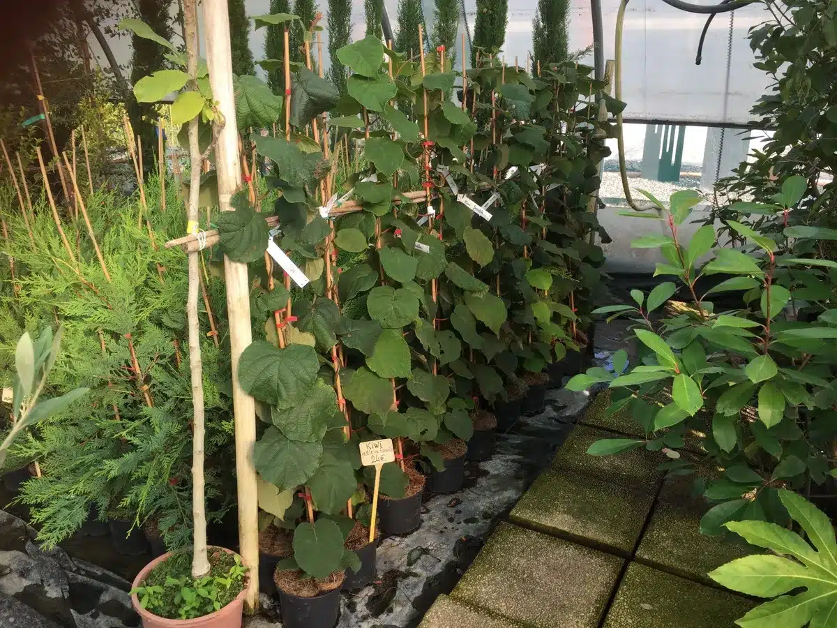 Serre de pépinière : rangée de plants de kiwi tuteurés, verdure en pots et allée carrelée. Étiquette « Kiwi mâle ou femelle 24€ » visible.