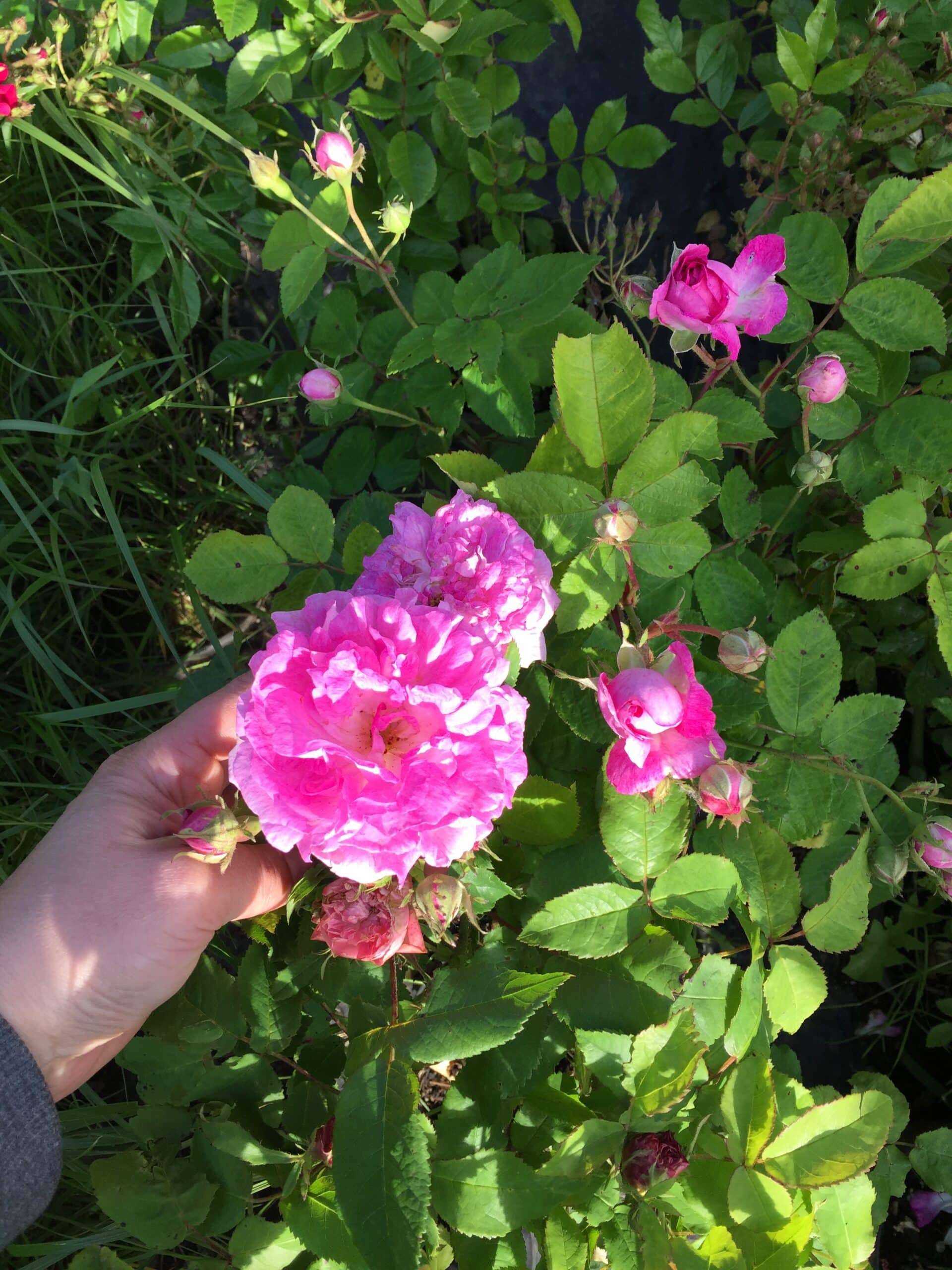 Une main tient des roses roses éclatantes en pleine floraison, entourées de bourgeons et de feuilles vertes dans un jardin ensoleillé.