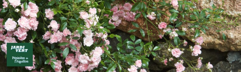 Roses grimpantes roses sur un mur en pierres, feuillage vert luxuriant. Logo Jardi Vert, Pépinière de l'Aiguillon.