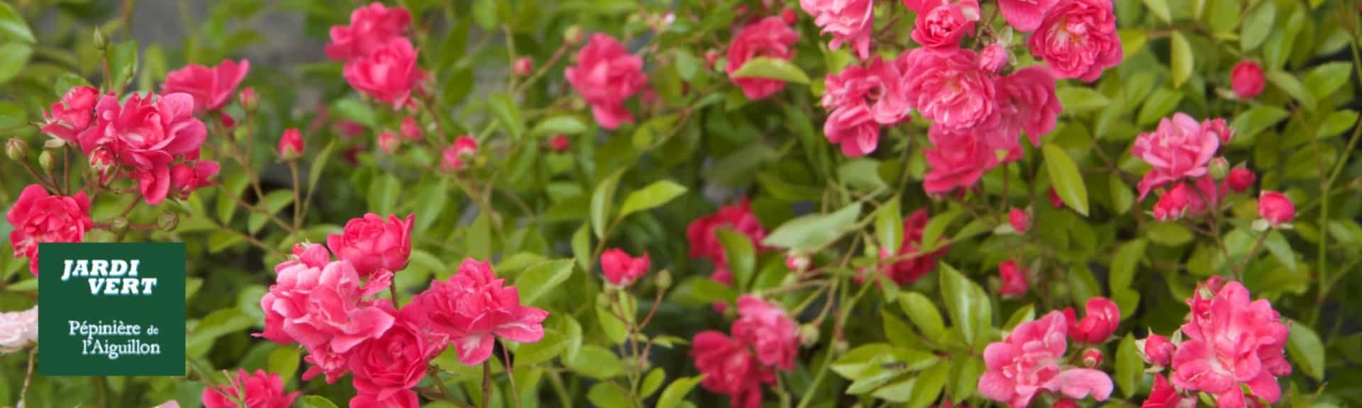 Roses roses éclatantes dans un jardin luxuriant. Logo vert avec "Jardi Vert" et "Pépinière de l'Aiguillon".