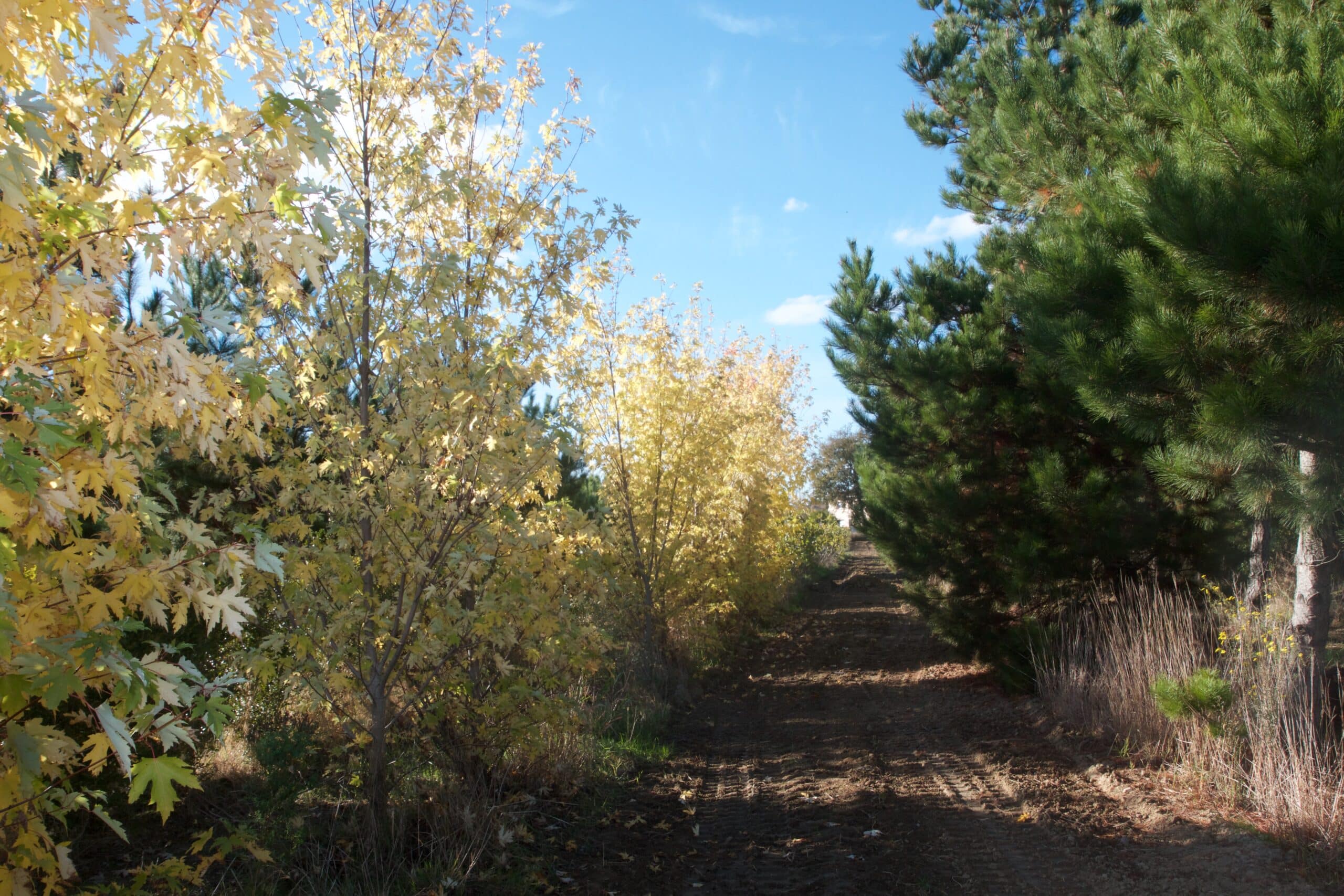 Sentier forestier en automne, bordé d'arbres aux feuilles jaunes et vertes, pins sombres et ciel bleu lumineux.