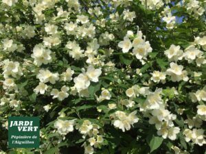 Massif de seringat blanc en fleurs abondantes, feuillage vert. Texte : JARDIVER Pépinière de l'Aiguillon.