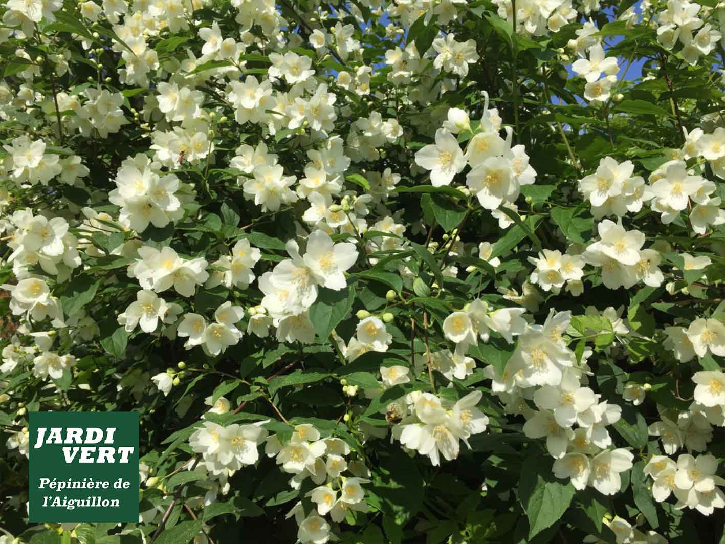 Massif de seringat blanc en fleurs abondantes, feuillage vert. Texte : JARDIVER Pépinière de l'Aiguillon.
