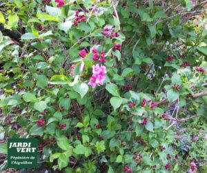 Weigela rose en fleurs et bourgeons, feuillage vert vif. Logo Jardi Vert Pépinière de l'Aiguillon.