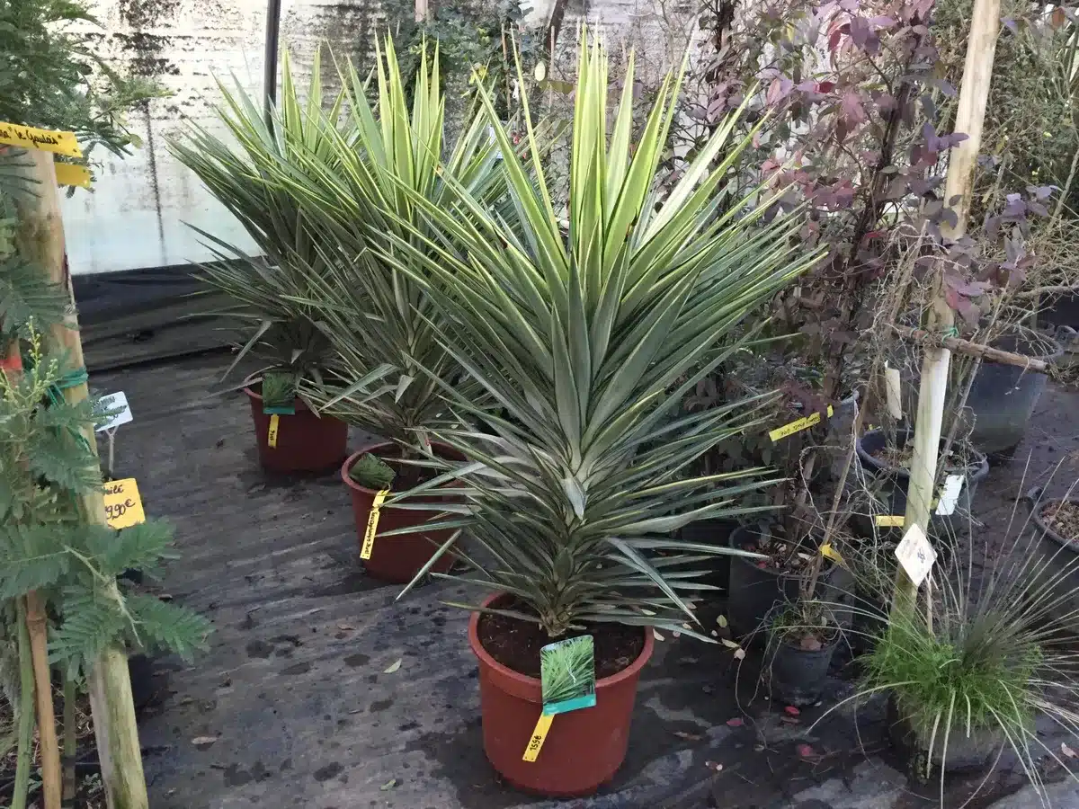 Trois yuccas gloriosa panachés aux feuilles vertes et bordures claires en pots bruns, étiquetés 10€ et 15€, dans une jardinerie avec d'autres plantes et un prix 9,90€.