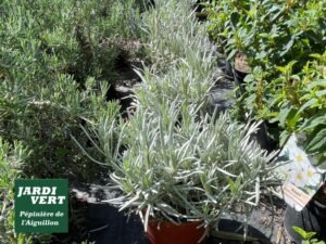 Plantes de pépinière et jardinerie à Toulouse : romarin, lavande et ciste en pots.
