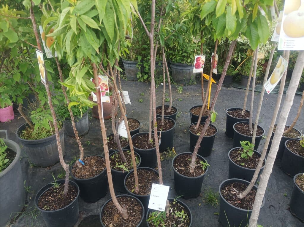 Jeunes arbres fruitiers en pots - pépinière de l'Aiguillon à Toulouse