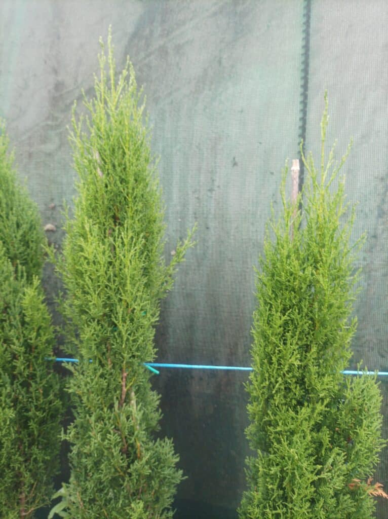 Cyprès totem: Idéal pour alignement et Aménagements de Jardin Jeunes cyprès de Florence ou florentin, appelés aussi totem.