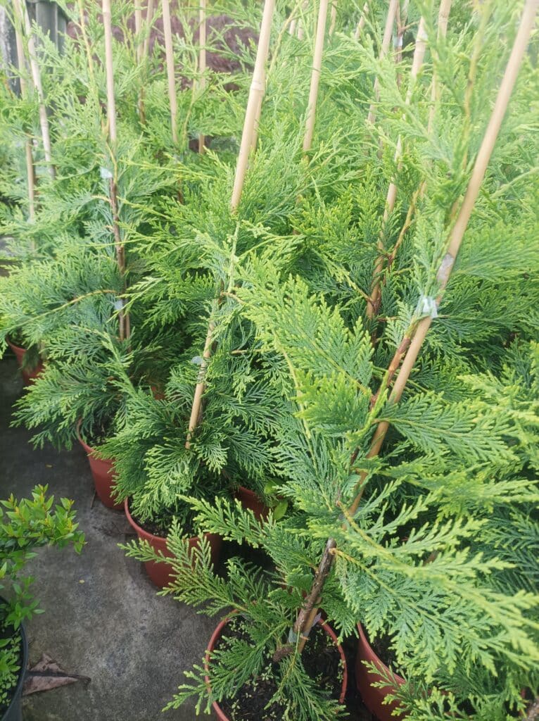Jeunes plants de cyprès de Leyland en pots avec tuteurs, idéaux pour former une haie de jardin dense et verte à Toulouse
