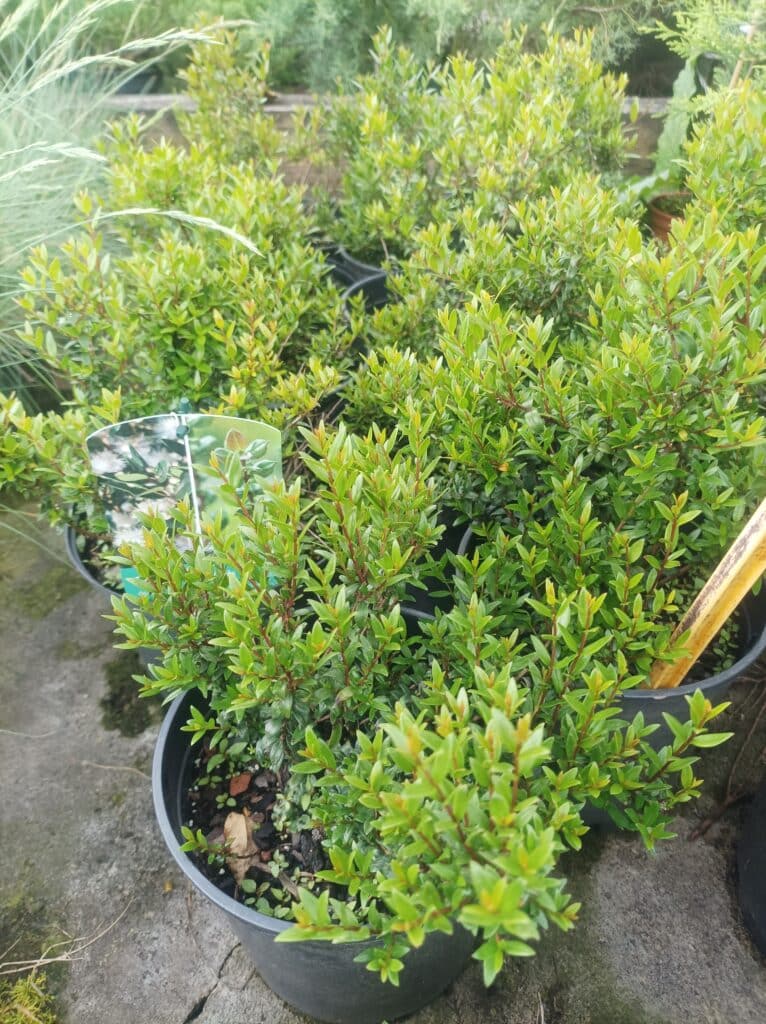 Myrte commun en pot : Arbuste persistant pour jardin Myrte commun (Myrtus communis) au feuillage vert et persistant, pépinière de l'Aiguillon à Toulouse.