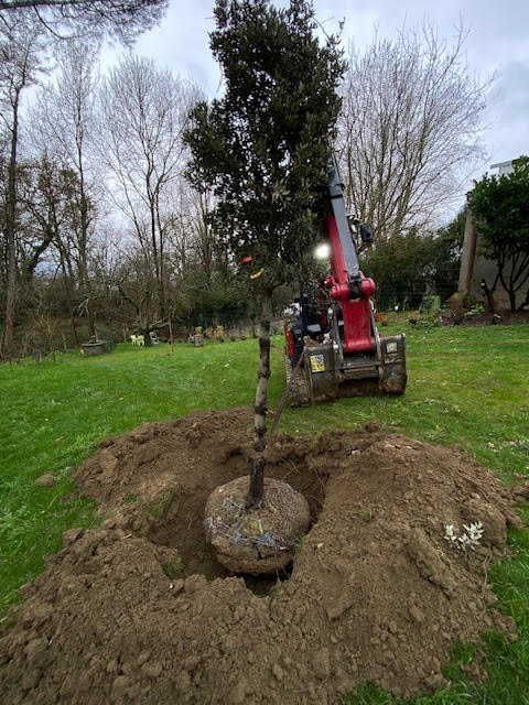 Pelle mécanique rouge plantant un grand arbre en motte dans un jardin pour un aménagement paysager.