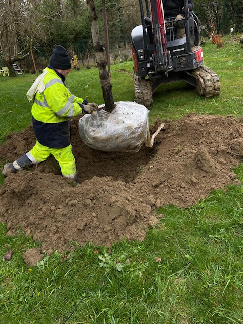 Paysagiste plantant un arbre à grosse motte avec l'aide d'une mini-pelle Yanmar dans un jardin.